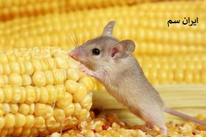 موش ها چه میخورند؟