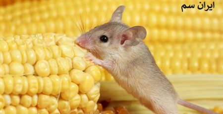 موش ها چه میخورند؟