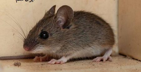 انتقال بیماری در موش ها
