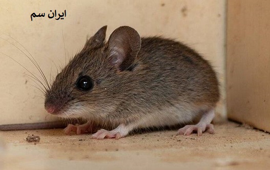 انتقال بیماری در موش ها