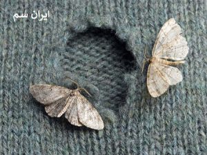 سخت بودن نابودی بید