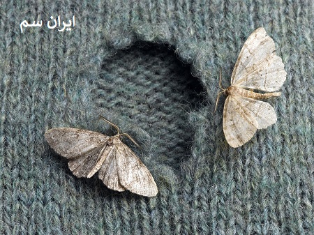 سخت بودن نابودی بید