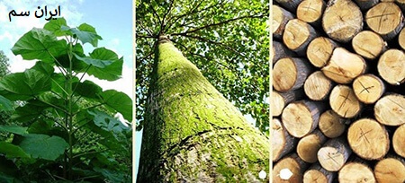 کاشت و پرورش درخت پالونیا