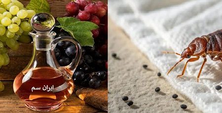 از بین بردن ساس با سرکه