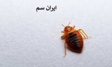 ساس چگونه وارد خانه میشود؟