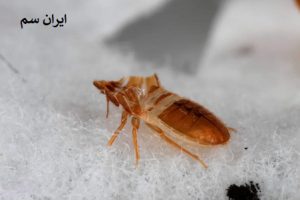 ساس‌ها چه چیزی را دوست ندارند؟