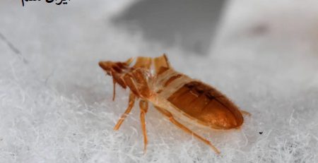 ساس‌ها چه چیزی را دوست ندارند؟