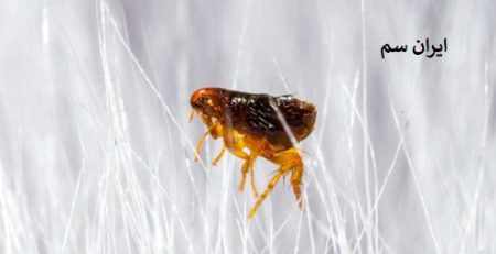 عمر کک در خانه چقدر هست؟