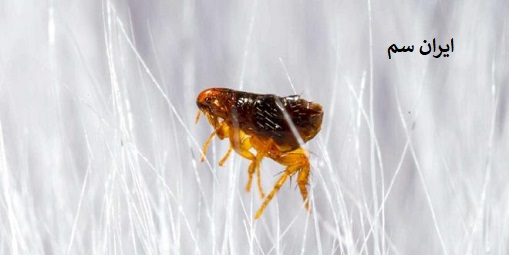 عمر کک در خانه چقدر هست؟