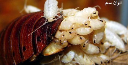 پنهان شدن سوسک ها در درز ها