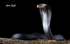 مخفی شدن مار در داخل خانه و انباری