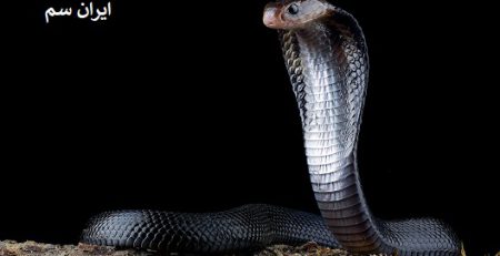 مخفی شدن مار در داخل خانه و انباری