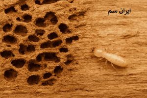 نابودی در وپنچره توسط موریانه