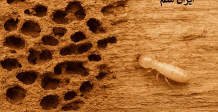 نابودی در وپنچره توسط موریانه