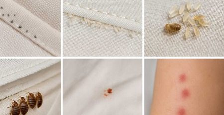 ساس ها را از کجا پیدا کنیم؟