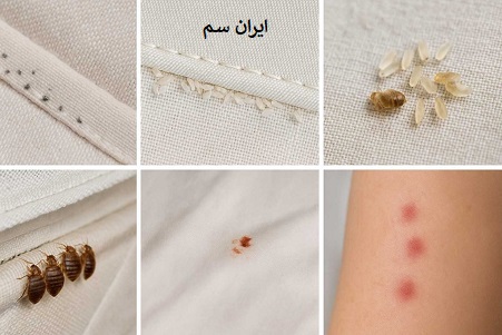 ساس ها را از کجا پیدا کنیم؟