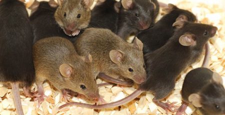 افزایش جمعیت موش ها