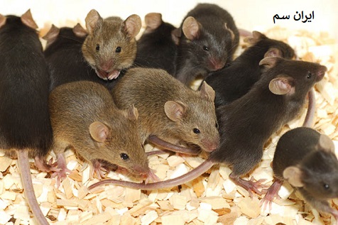 افزایش جمعیت موش ها