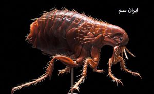 علائم کک در انسان