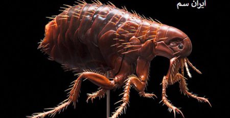 علائم کک در انسان