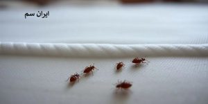 اشتباهاتی در مبارزه با ساس