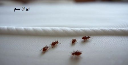 اشتباهاتی در مبارزه با ساس