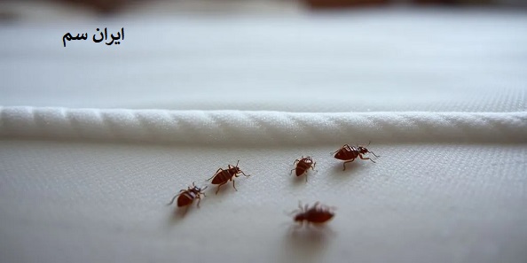 اشتباهاتی در مبارزه با ساس