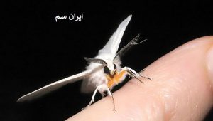 دلیل دیر دیده شدن بید فرش چیست؟