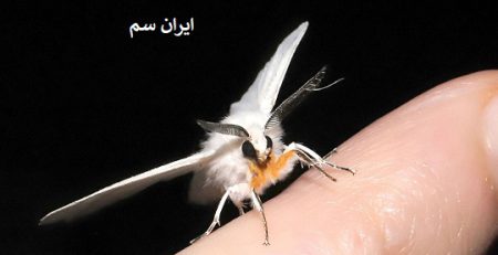 دلیل دیر دیده شدن بید فرش چیست؟