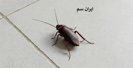 نابودی سوسک حمام