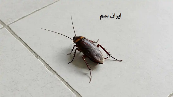 نابودی سوسک حمام