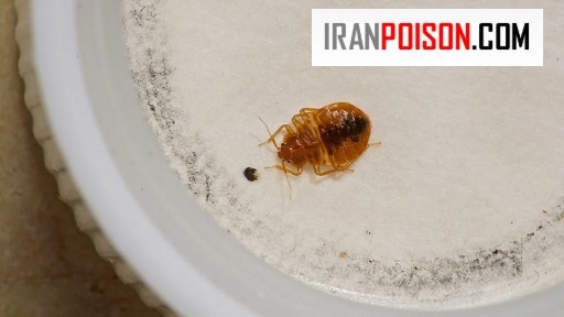 چرخه زندگی کامل ساس