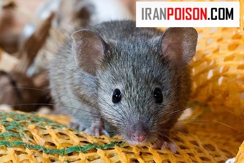 موش موجودی باهوش یا بیماری منتقل شده