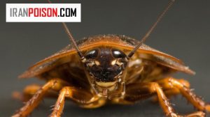 آیا سوسک ها در رستوران ها باعث خرابکاری میشوند؟