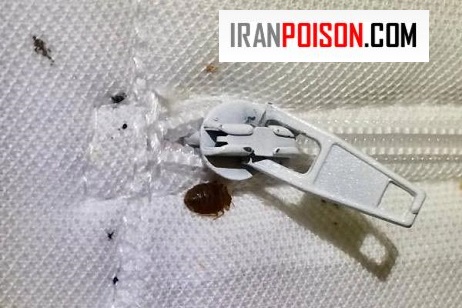 کنترل از آلودگی ساس