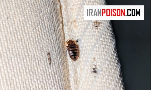 وجود ساس در خانه