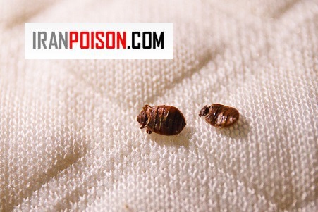 رفتار و عادات ساس و روشهای مؤثر برای کنترل ساس