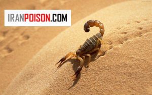 آیا عقرب واقعا کور است یا نه؟