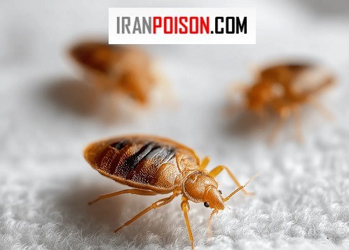 ساس در مهمانی