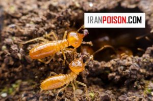 چرا موریانه ها افزایش پیدا میکنند؟