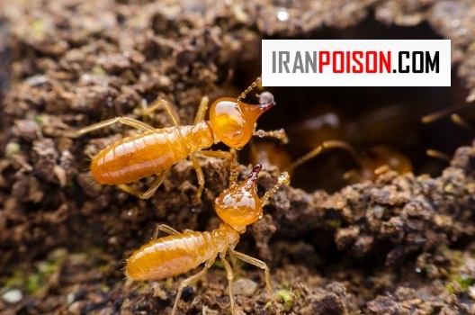 چرا موریانه ها افزایش پیدا میکنند؟