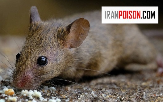 در چه محیطی تعداد موش ها زیاد می شود؟