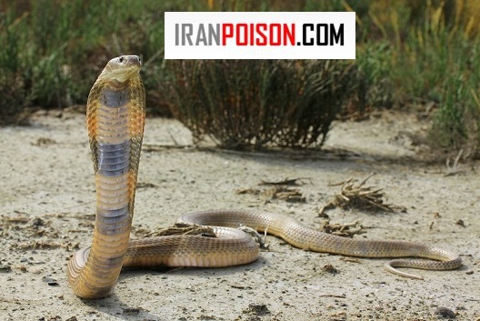 گونه های مار