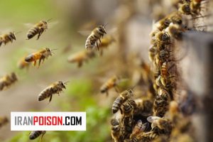 آیا زنبور طبیعت را به شکل سیاه و سفید می بیند؟