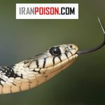 آیا چشم مار در طبیعت همه چیز را مکعب میبیند؟