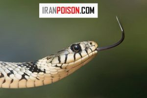 آیا چشم مار در طبیعت همه چیز را مکعب میبیند؟