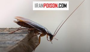 خوردن سوسک برای انسان ضرر دارد؟ سوسک ها چه ویژگی هایی دارند؟