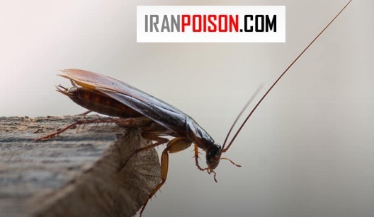 خوردن سوسک برای انسان ضرر دارد؟ سوسک ها چه ویژگی هایی دارند؟