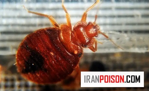 چرخه زندگی ساس