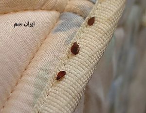 روش‌های کنترل و پیشگیری از ساس